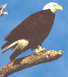 A bald eagle's feet, eyes and large bill are yellow.